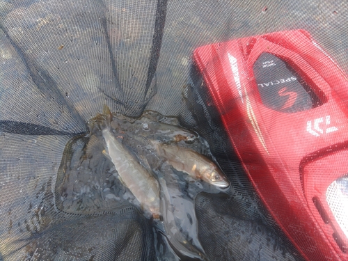 アユの釣果