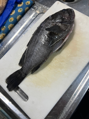 クロソイの釣果