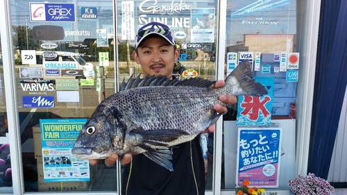 チヌの釣果