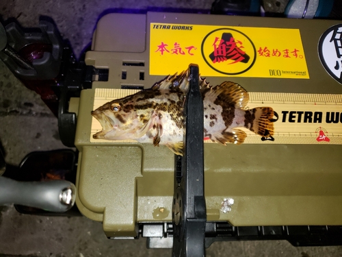 タケノコメバルの釣果