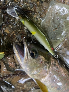 アマゴの釣果