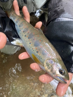 アマゴの釣果