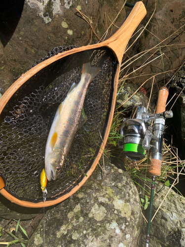 アマゴの釣果