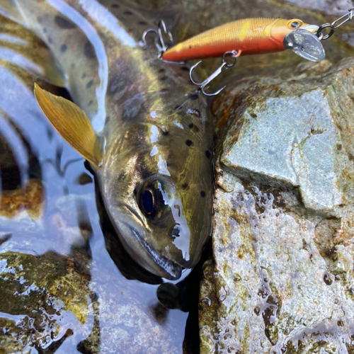 アマゴの釣果