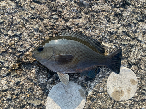 グレの釣果