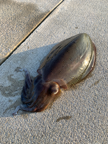 コウイカの釣果