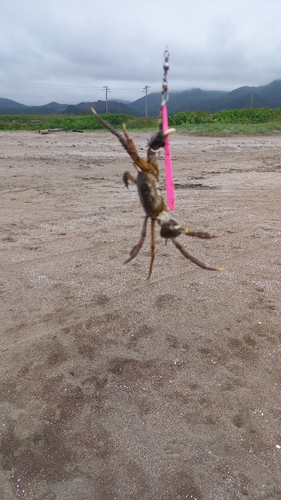 カニの釣果