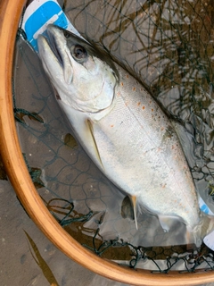 サツキマスの釣果