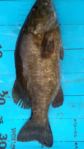 スモールマウスバスの釣果