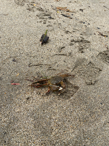 カニの釣果