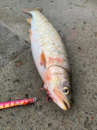 アメマスの釣果