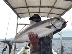 カンパチの釣果