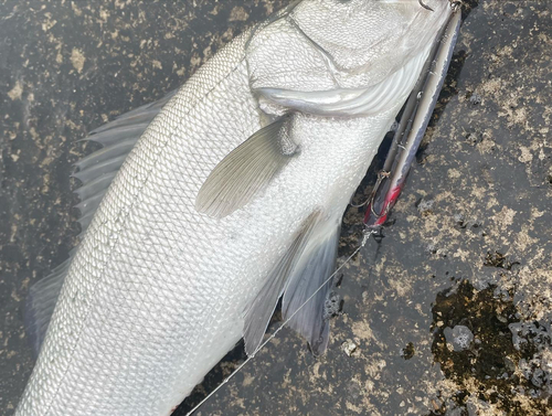 ヒラスズキの釣果