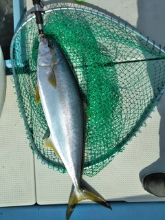 ヒラマサの釣果