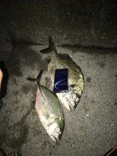 ミナミクロダイの釣果