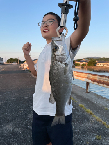 セイゴ（ヒラスズキ）の釣果