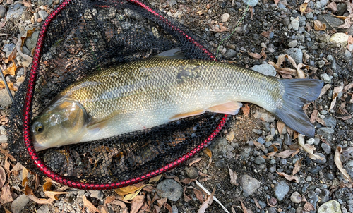 ウグイの釣果