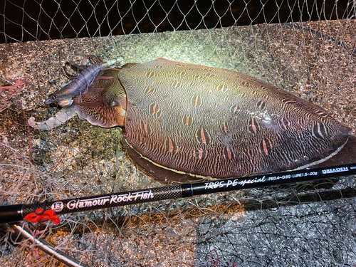 モンゴウイカの釣果