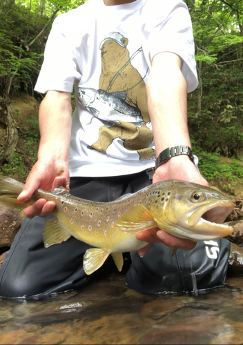 ブラウントラウトの釣果