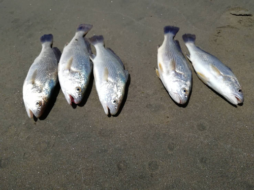 イシモチの釣果