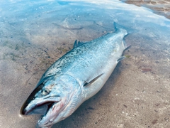 サクラマスの釣果