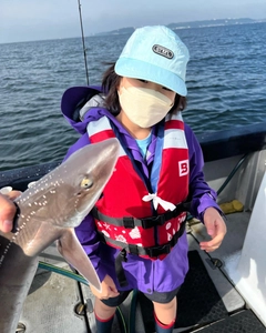 サメの釣果