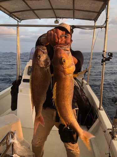 ヒメダイの釣果