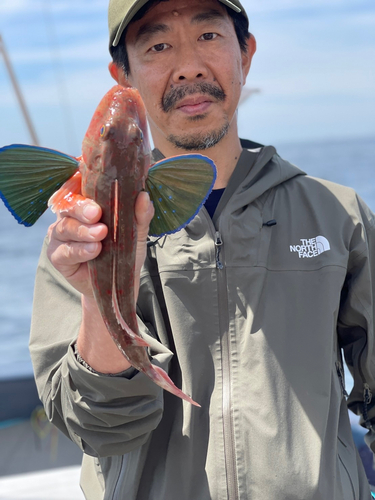 ホウボウの釣果