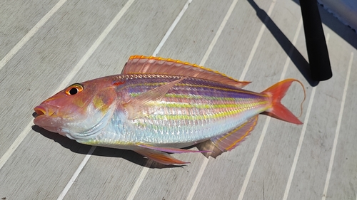 イトヨリダイの釣果