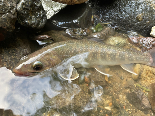 ニッコウイワナの釣果