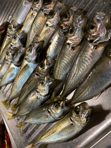 アジの釣果