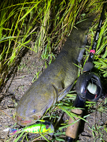 ナマズの釣果