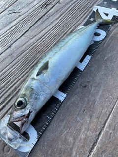 サバの釣果