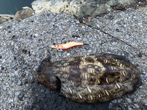 モンゴイカの釣果