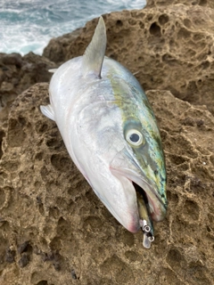 ブリの釣果