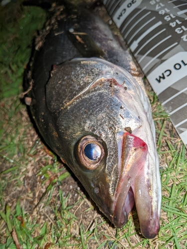 セイゴ（マルスズキ）の釣果