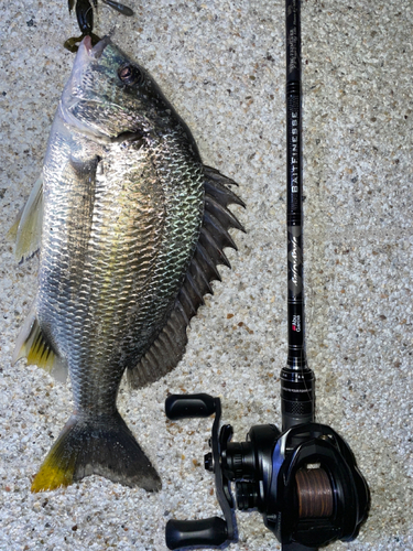 キビレの釣果