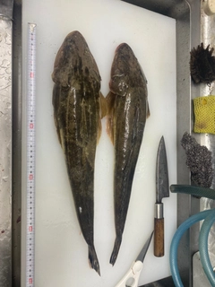 マゴチの釣果