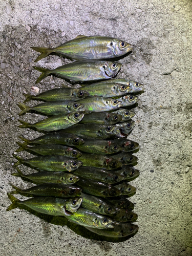 アジの釣果