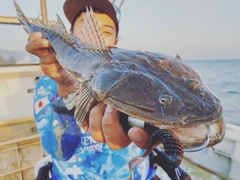 マゴチの釣果