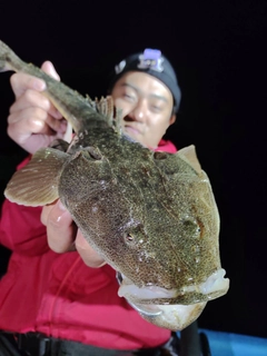 マゴチの釣果