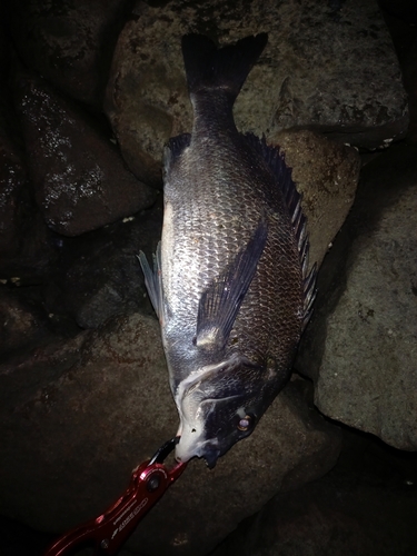 スズキの釣果