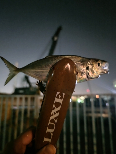 マアジの釣果