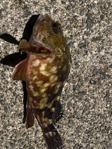 アコウの釣果