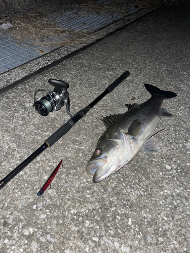 シーバスの釣果