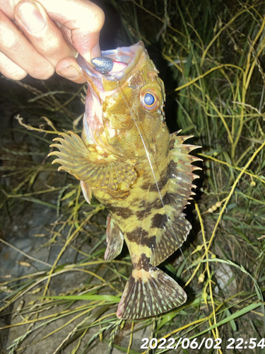 カサゴの釣果