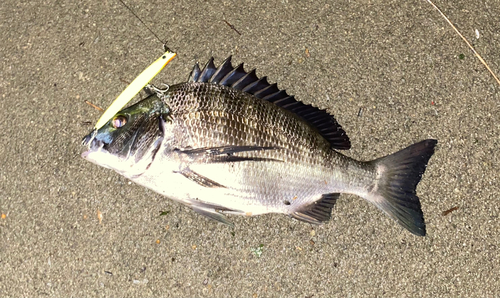 チヌの釣果