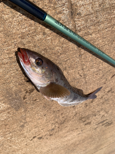 ホッケの釣果