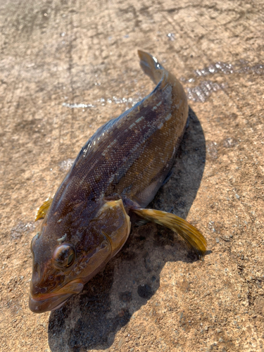 アイナメの釣果