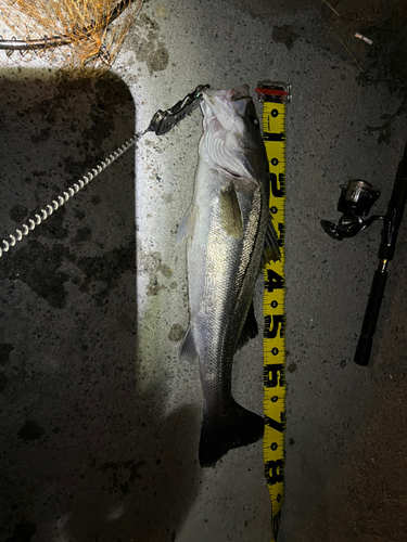 シーバスの釣果